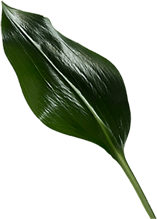 leaf