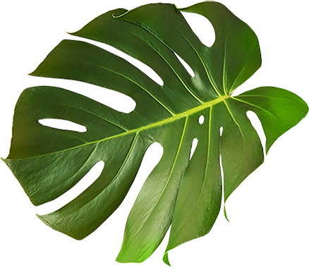 leaf