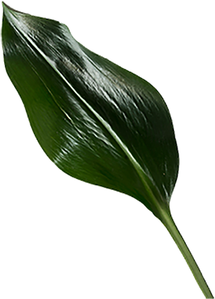 leaf